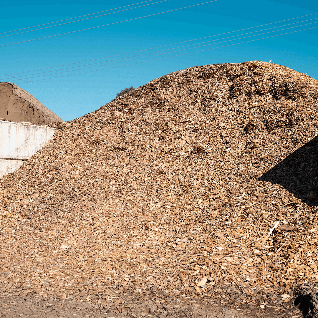 White Pine Chip